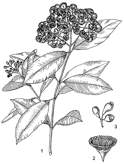 Syzygium guineense 1