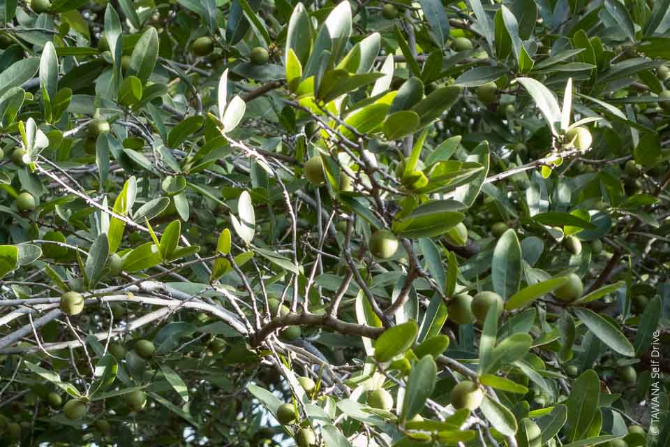 waterberry tree, kasane