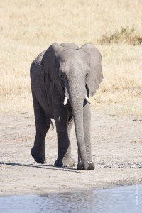 Nogatshaa : éléphants
