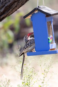 Calao d'Afrique du SudSouthern red-billed hornbill