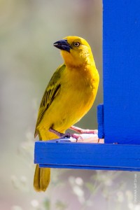 Tisserin safranAfrican golden weaver