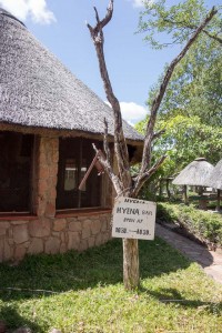 Robins au Hwange, ZImbabwe