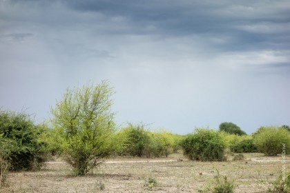 Saison des pluies dans la région de Chobe