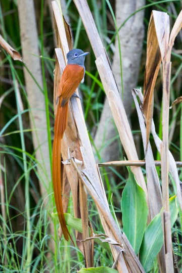 Oiseaux migrateur du Botswana
