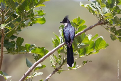 Oiseaux du Botswana