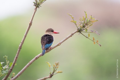 Oiseaux du Botswana