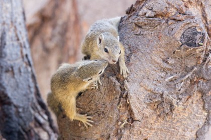 écureuil de brousse