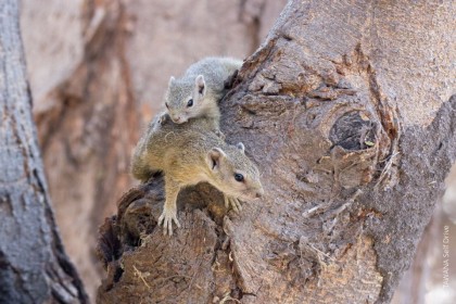 écureuil de brousse