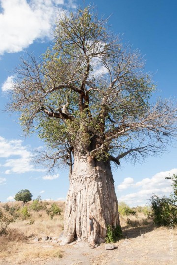 Baobabs au Botswana