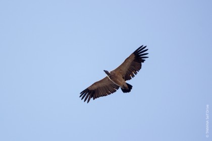 Vautour de Goo-Moremi au Botswana