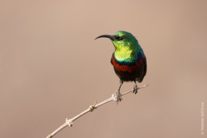 oiseaux de Goo-Moremi au Botswana