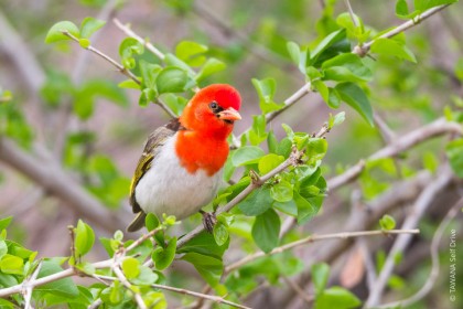 oiseaux de Goo-Moremi au Botswana