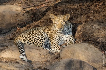 Safari Big Five au Botswana : le léopard
