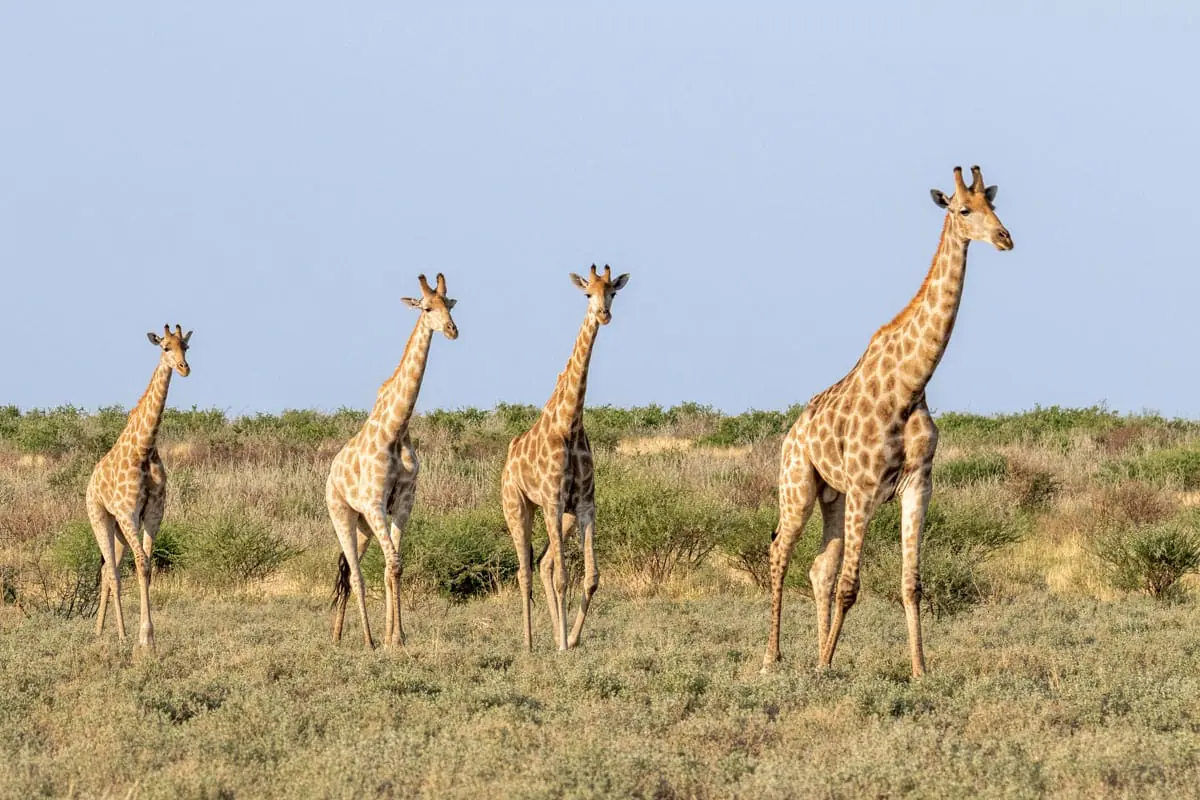 Circuit 4x4 self-drive : girafes de Kafue