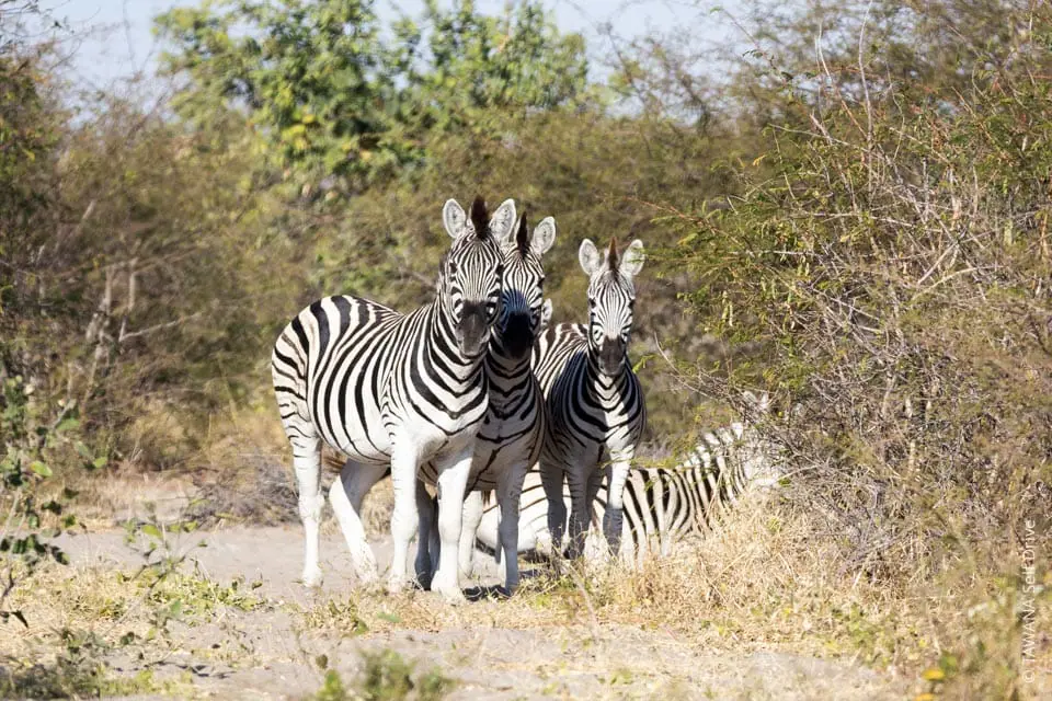 Migration des zèbres sur la rivière Boteti, Makgadikgadi NP