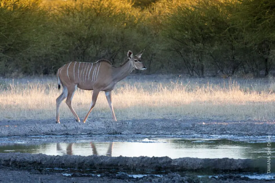 Kudu à Sunday Pan, Réserve du Central Kalahari, Botswana