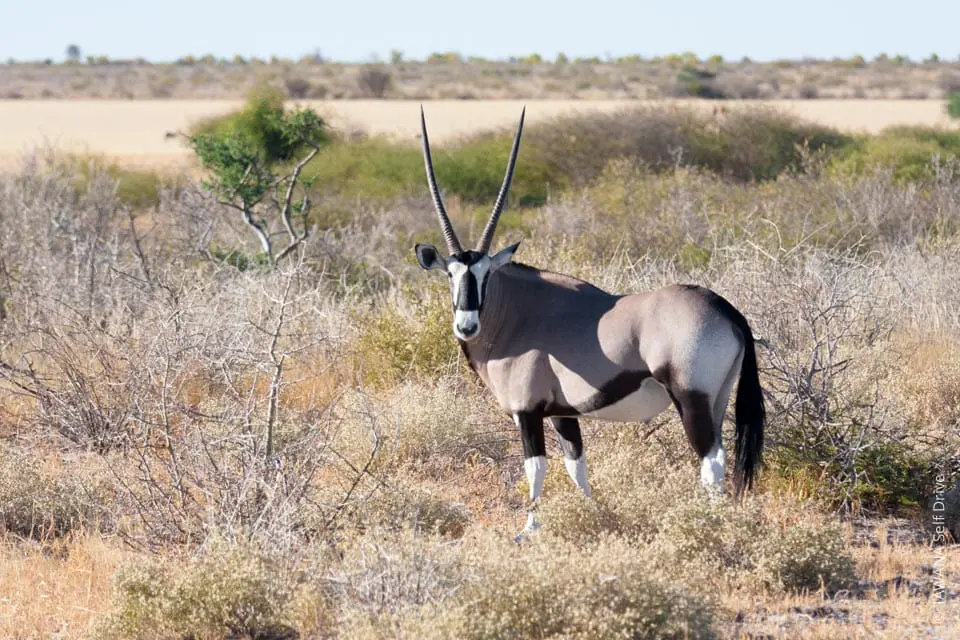 Oryx dans la région de Piper Pan, Central Kalahari, Botswana