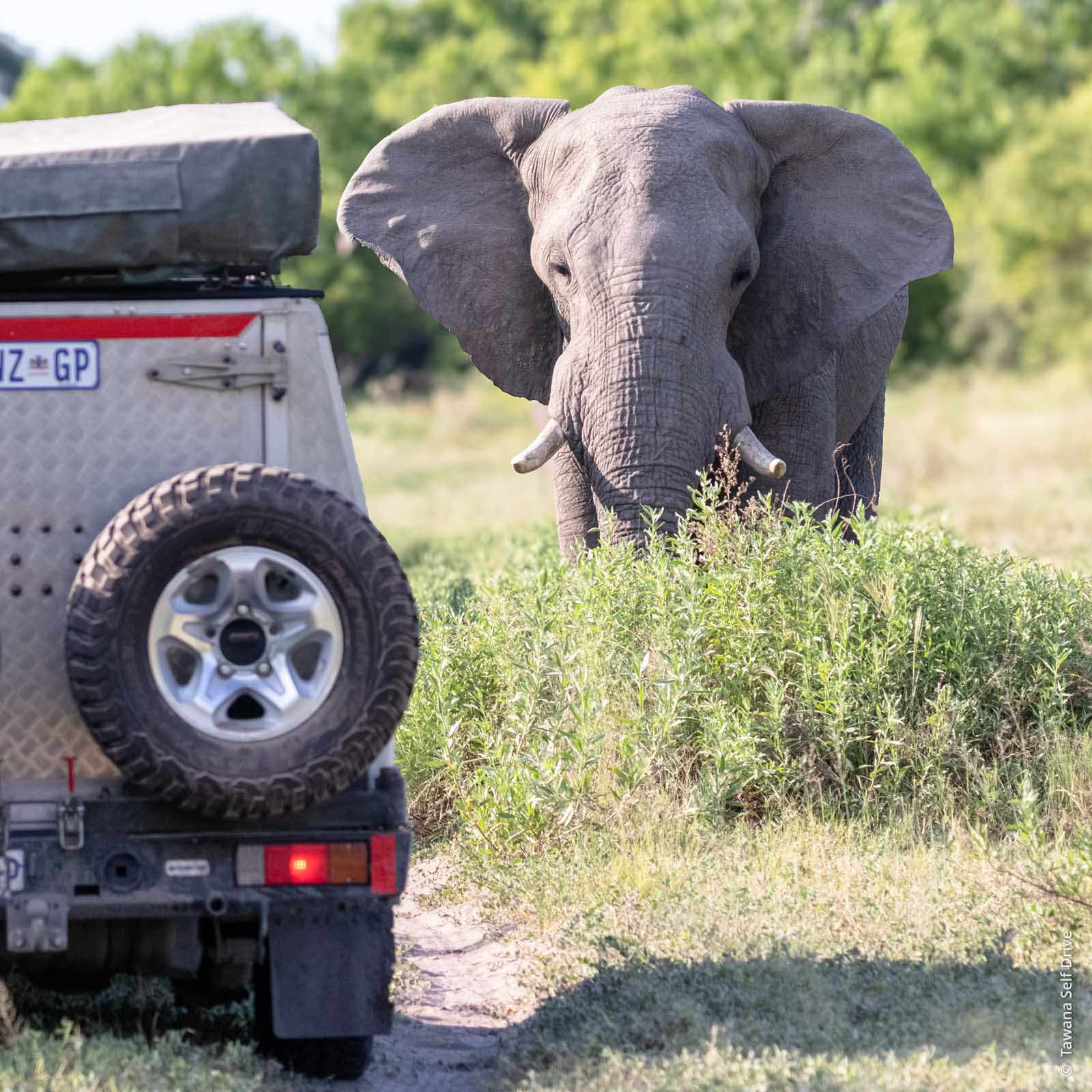 Le spécialiste du safari self-drive au Botswana et en Afrique australe