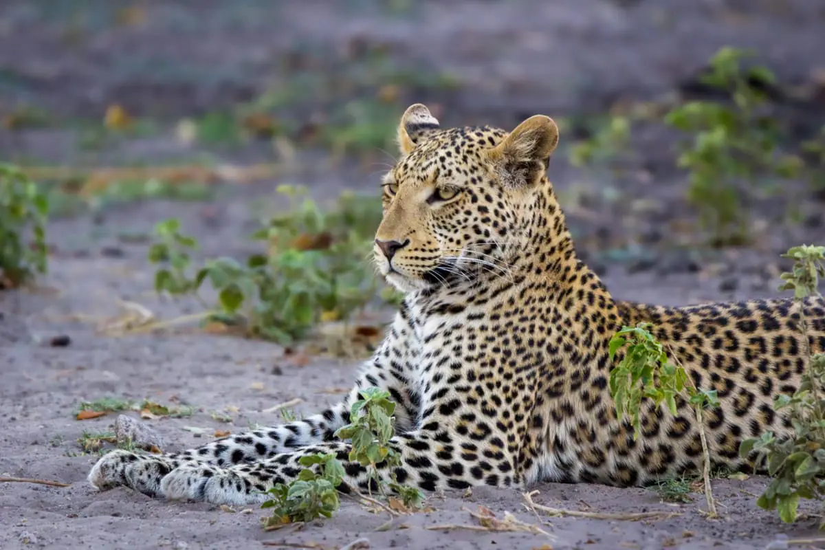 Safari en 4X4 self-drive spécial Big Five au Botswana : léopard le long de la rivière Chobe