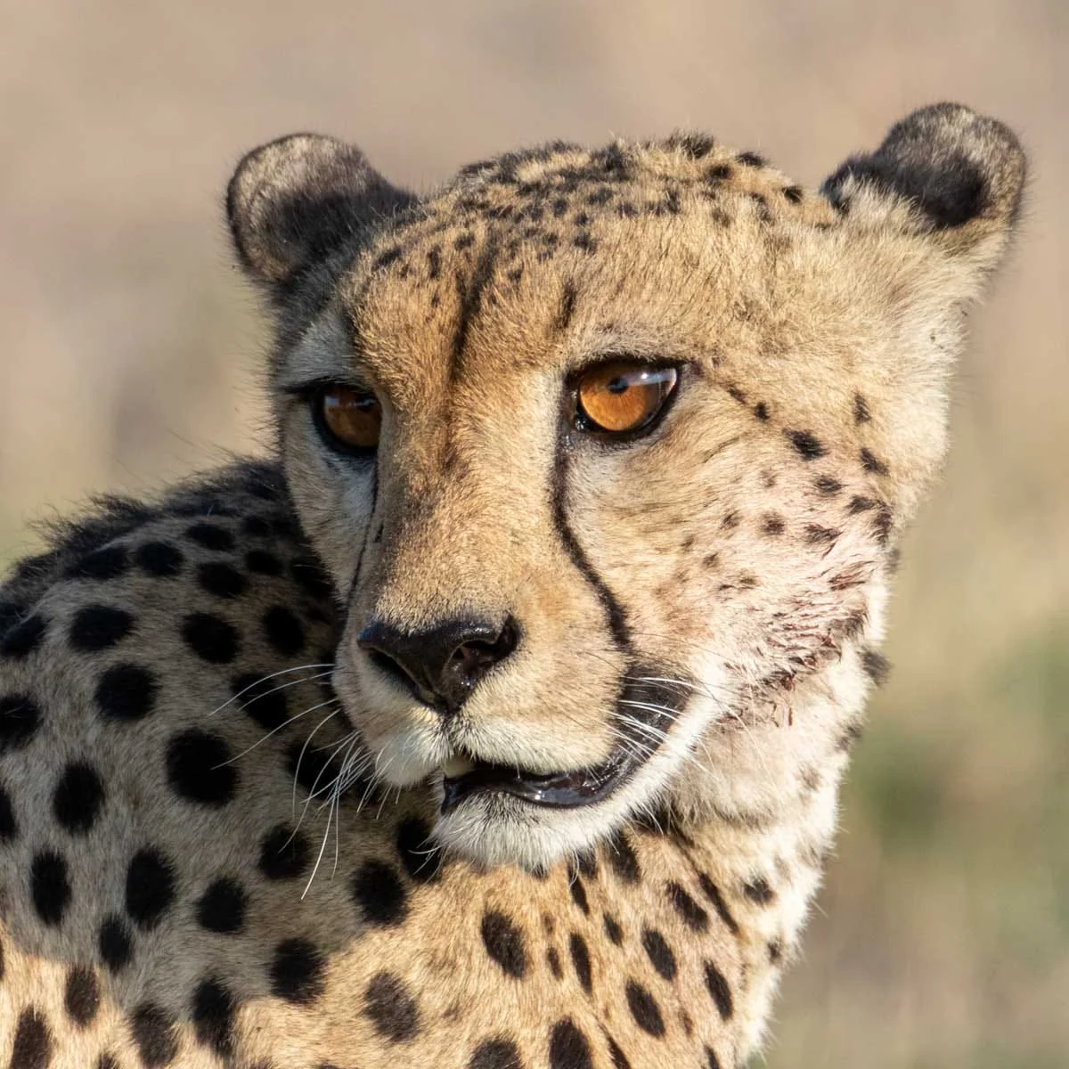 Guépard Animaux du Botswana : Guépard